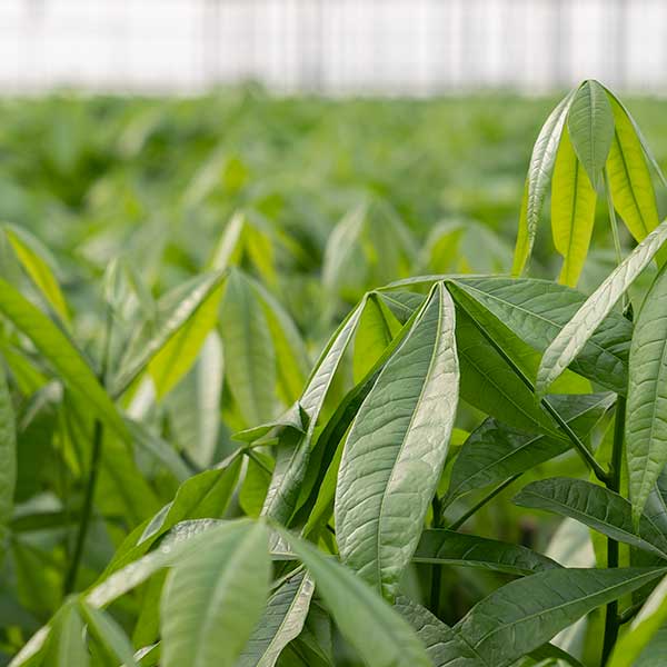 De-mooiste-Pachira-Moneytree-KWEKERIJ-Aris-02