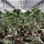 Ficus Kwekerij Aris