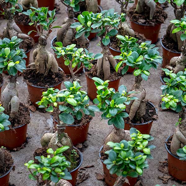 Ficus-Bonsai-Kwekerij-Aris-Aalsmeer
