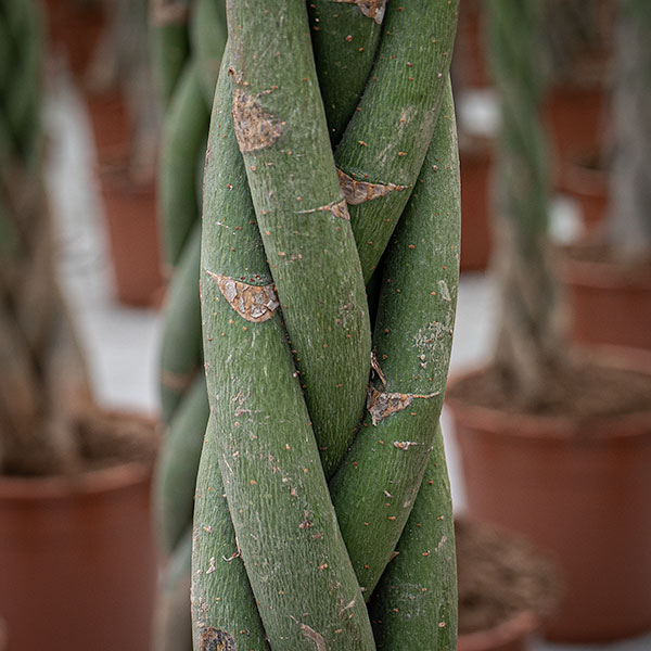 Kwekerij Aris Aalsmeer Galerij